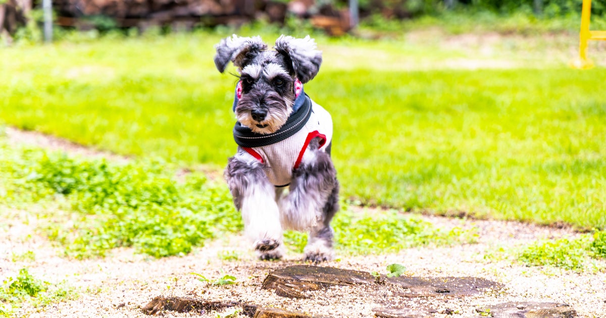 割れたガラスから「愛犬の足」を守るには…包帯をこう巻けば犬用靴になる。警視庁【熊本地震】