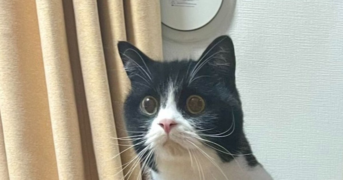 つかまり立ちした“つもり”が…愛猫のまさかの姿に爆笑⇨「すごく姿勢良い」「中にニンゲン入ってる」