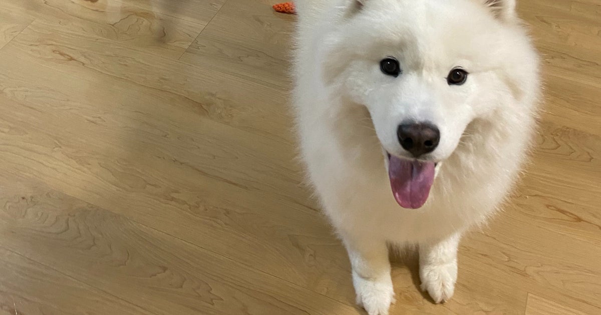 特殊部隊が出動？サモエドと子どものツーショットに「SWATかわいすぎ」「鼻水吹いたわwww」と話題