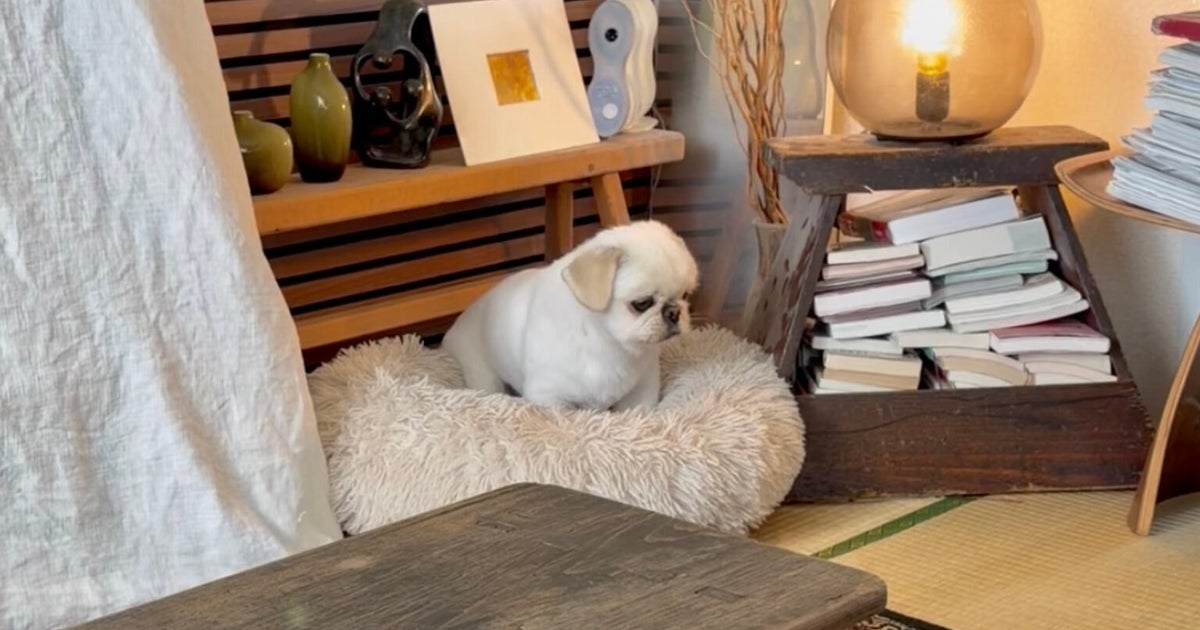愛犬に「おやつ」と声をかけたら…⇨ビフォーアフターに「飛んでるっww」「犬からウサギに進化？」など反響