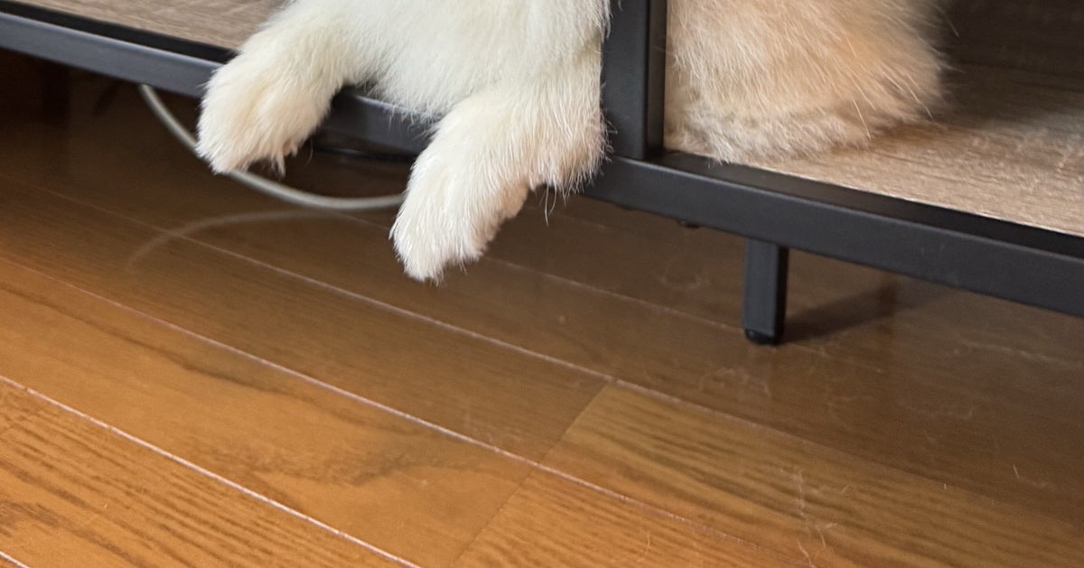 なぜここで爆睡?意外な場所で眠る犬の姿に「すごい挟まり具合」「意外に寝やすい?」の声