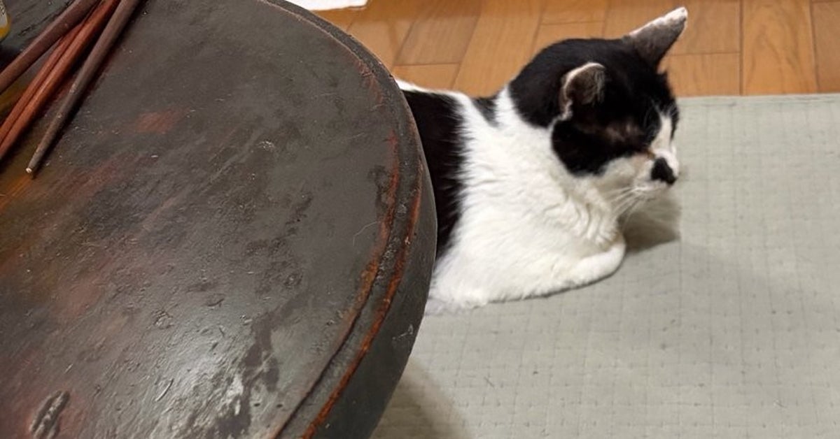 ちゃぶ台の下でくつろぐ長〜い猫。新種の生き物のような不思議なショットに2.5万「いいね」