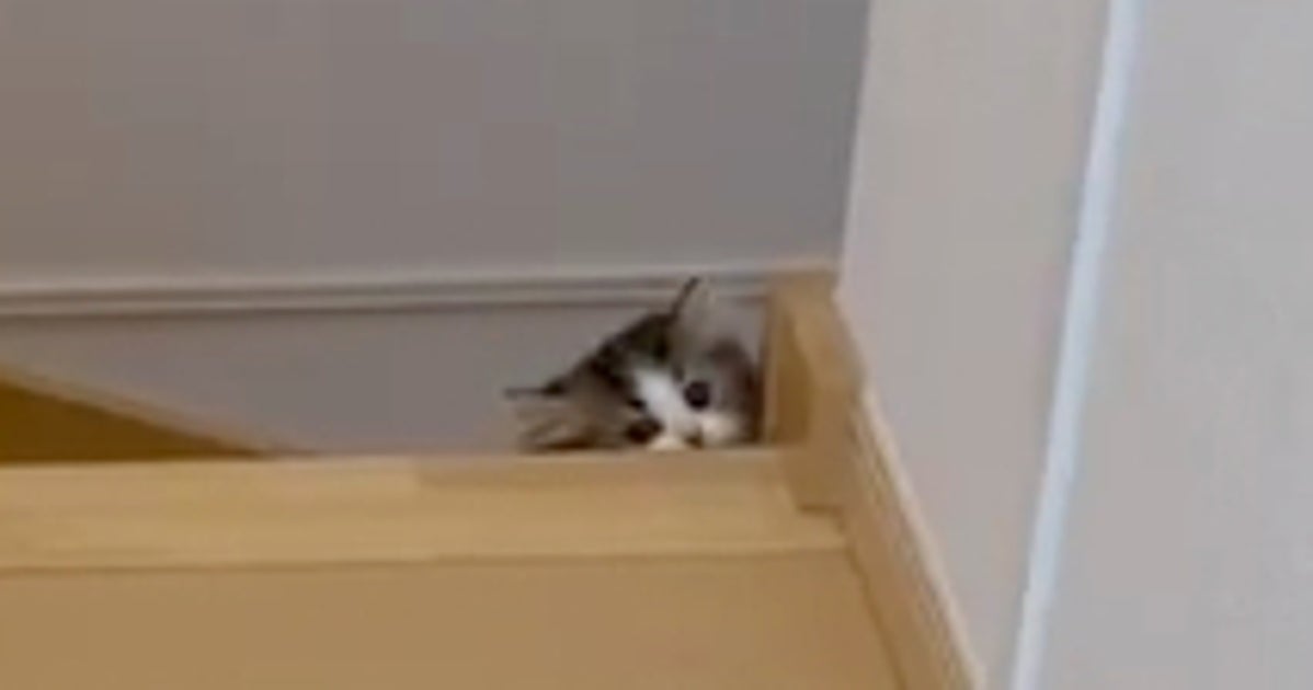 飼い主が連続10回やらされた0歳子猫との遊び。「可愛すぎてやばい」「1000万回でも付き合ってあげて」