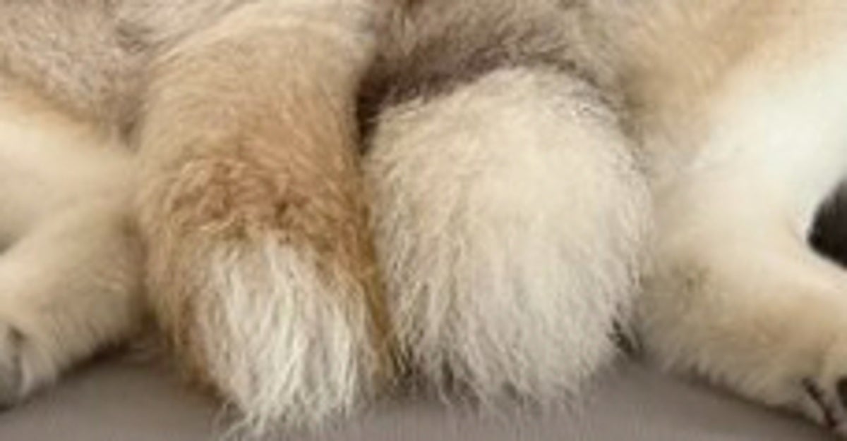 お尻をぴとっ…ハスキー2匹の“左右対称な寝姿”に「美しきシンメトリー」「s極とn極ですね」の声
