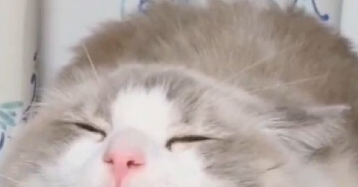 やっぱり猫は液体。まるで“カフェラテ”のような猫に「可愛すぎて飲めません」「肉球🐾ラテアートつき」の声