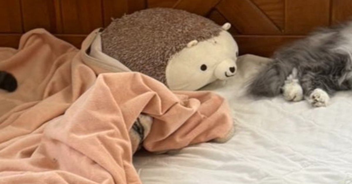 猫11匹と暮らす飼い主の“朝のベッド”に絶句…⇨“もふもふ”すぎる光景に「ニャンコの儀式で召喚された？」の声