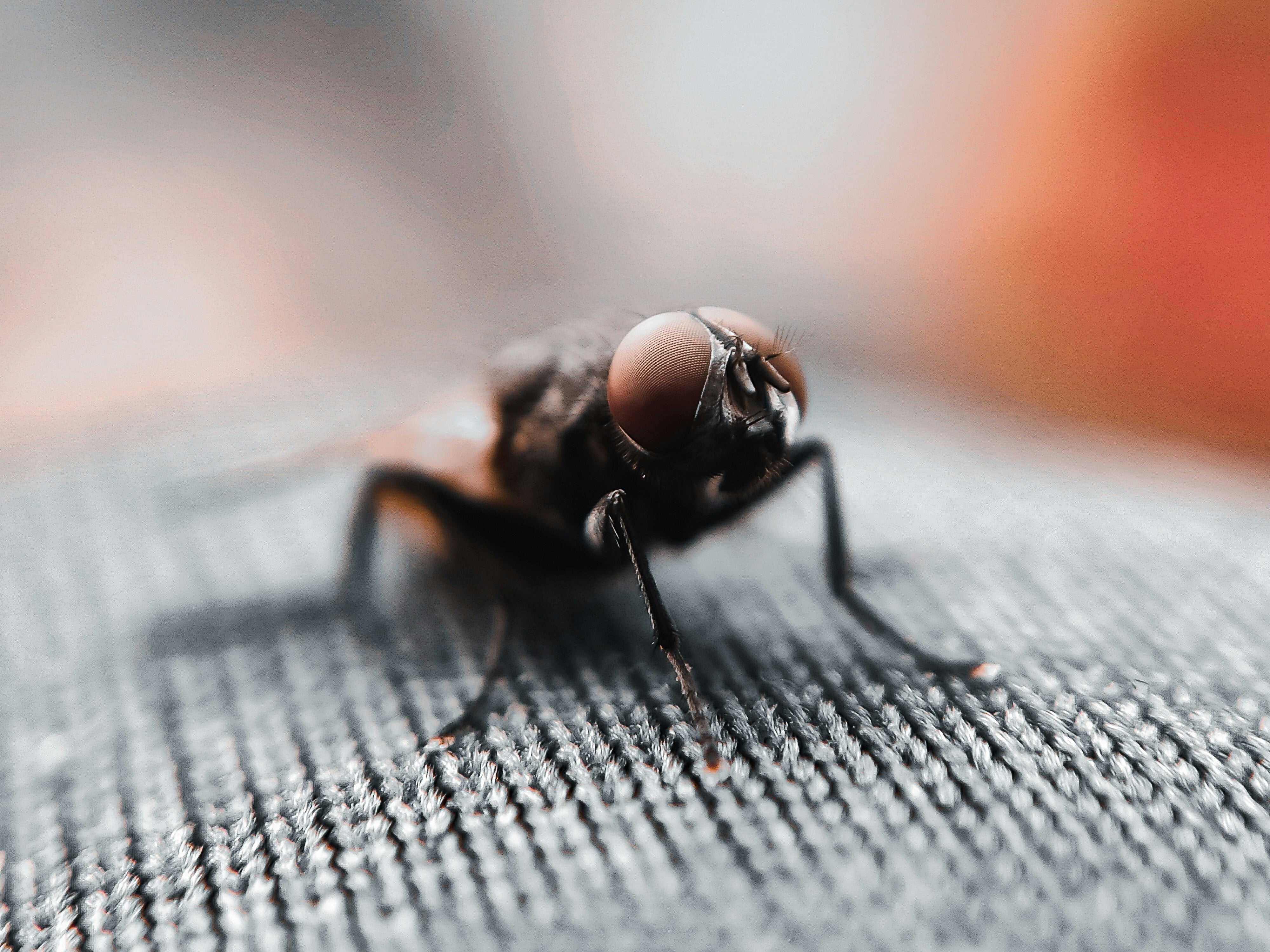 House Flies Are Swarming UK Homes, Here’s How To Get Rid Of Them