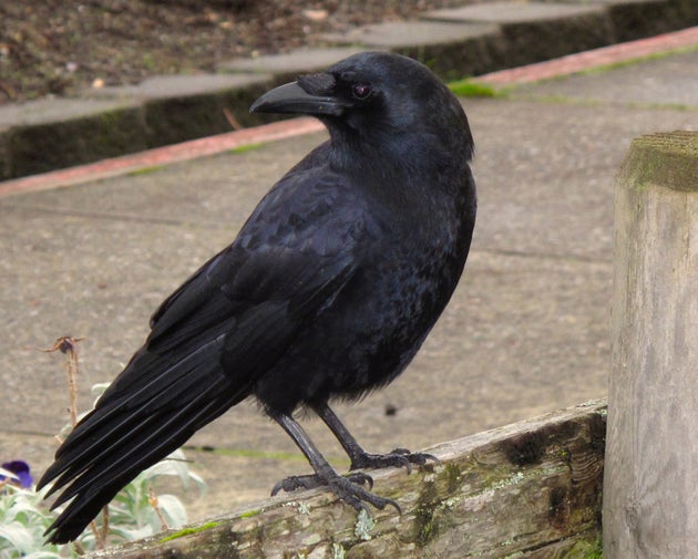 This Dec. 3, 2012 photo shows a crow arriving on a fence to join a number of others near a restaurant in Langley, Wash., responding in part to some smartphone playback. The prevalence of playback — playing recorded birdcalls on smartphones or other mobile devices — is increasing rapidly as their prices continue to fall. That concerns many birdwatchers who believe it can stress territorial birds, especially if overdone. (AP Photo/Dean Fosdick)
