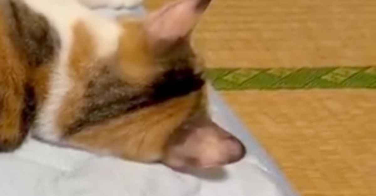ニトリの極冷敷きパッドを敷いたら…⇨最速ネコチェック！「ご機嫌」「しっぽが可愛すぎる」