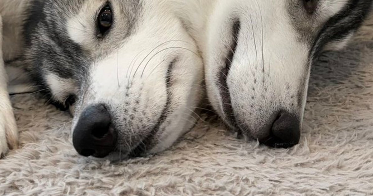 どこからどこまでが1匹？完全に“一体化”したハスキーたちに「ケルベロス」「いやこれはオルトロス」