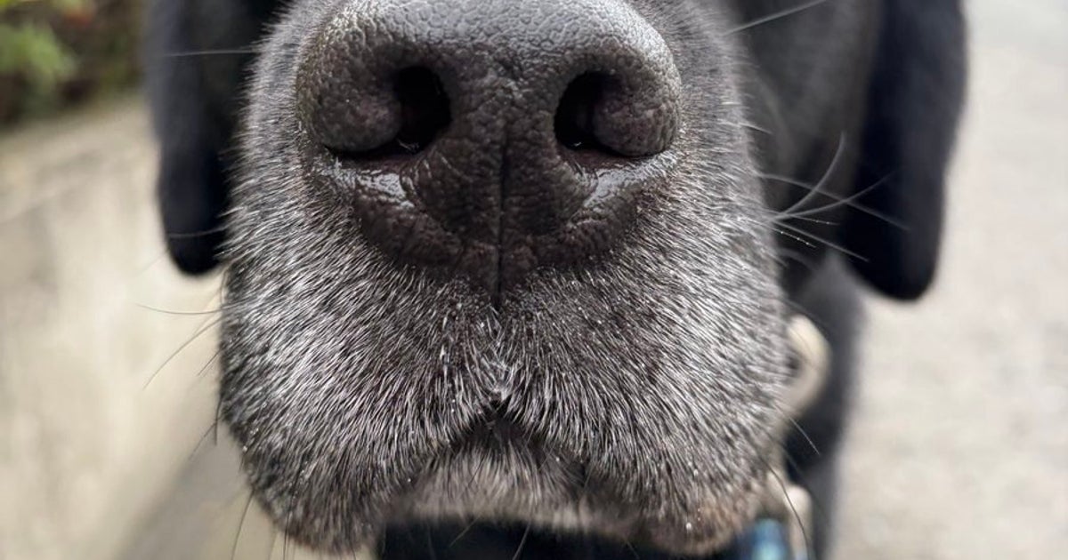 これほどまでに不満を顔に出す犬いる？⇨黒ラブの表情が「これ以上ない分かりやすさｗ」