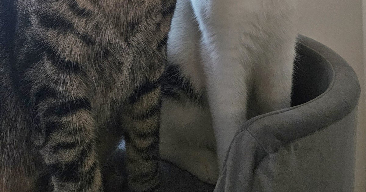 喧嘩する猫たちを止めたら…⇒飼い主、なぜかとばっちりをくう。「大体のことは人間が悪い」と爆笑