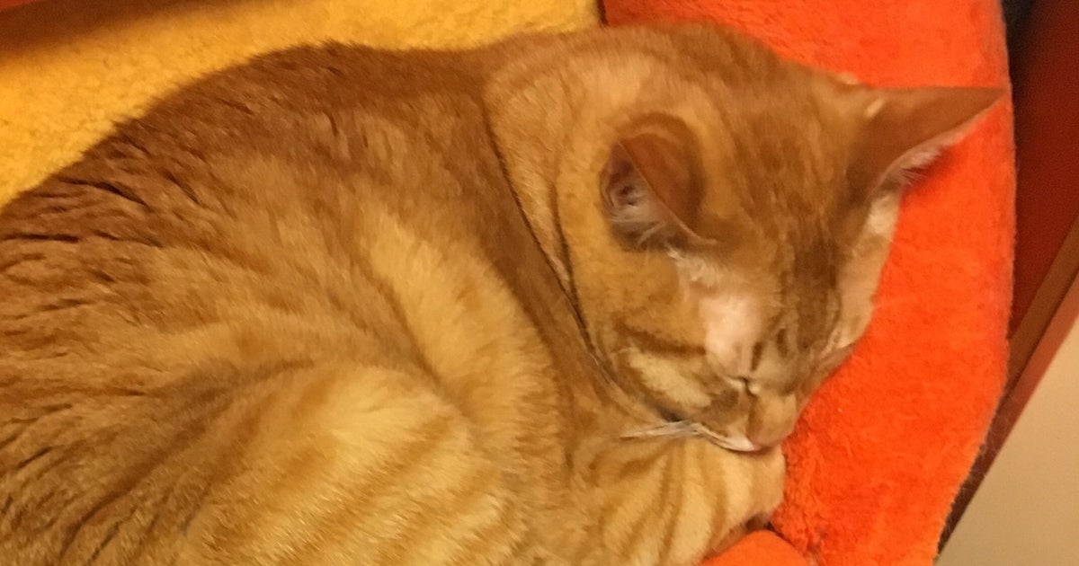 猫の昼寝姿を撮影したら…⇒手作りしたパンと激似!!「猫美味しそう」「かわいいパン」と反響