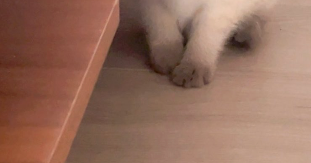 「バブ期→お嬢さま期」シャム猫のビフォーアフターに「立派なレディ」「おめめの色が変わった!」と反響