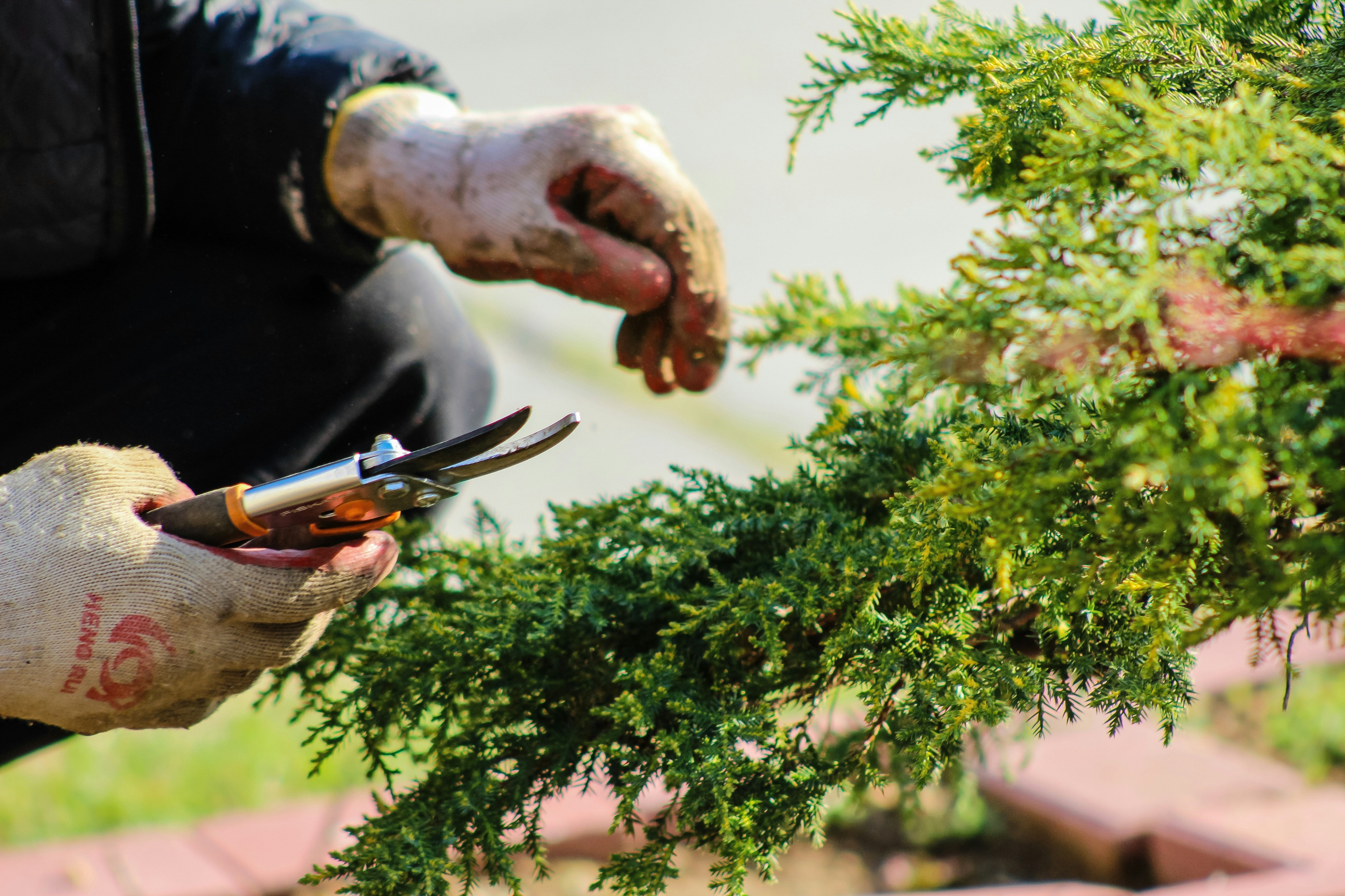The August Gardening Jobs To Do As Summer Winds Down