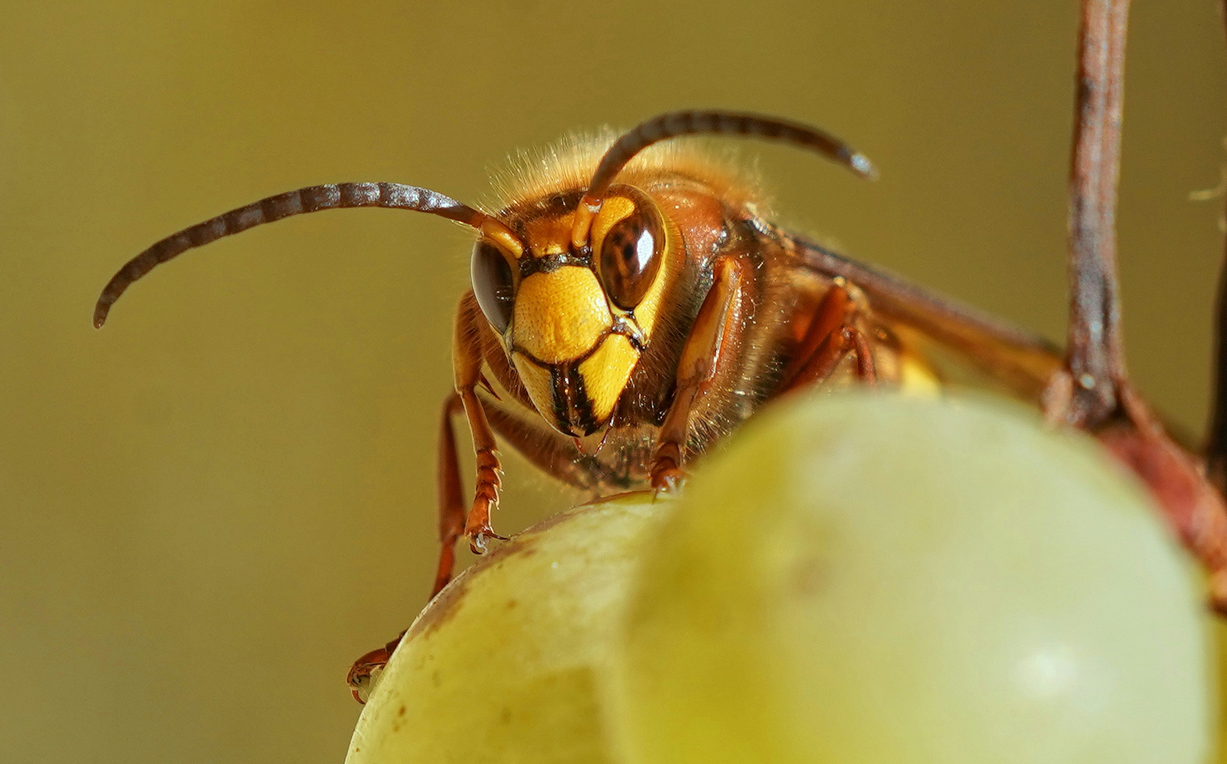 Um, Where Have All The Wasps Gone This Summer?