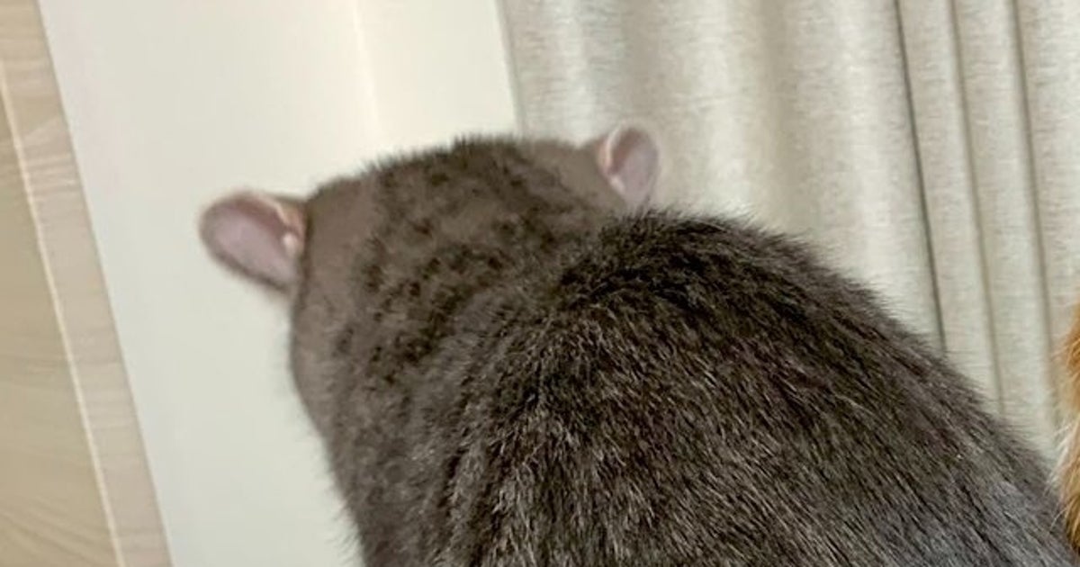 おやつをもらえなかった猫2匹、哀愁が漂いすぎている...⇨「悲しい背中」「しっぽで慰め合ってる」と話題