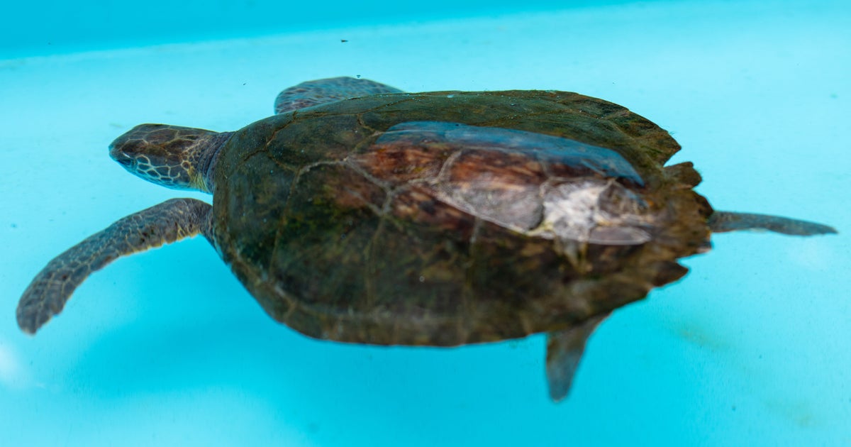 アオウミガメに虹がかかった...!ブルーに映える七色に「良いことありそう」「綺麗」と反響
