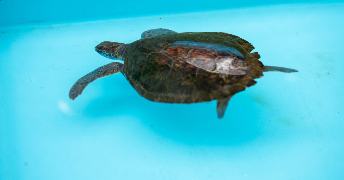 アオウミガメに虹がかかった...！ブルーに映える七色に「良いことありそう」「綺麗」と反響