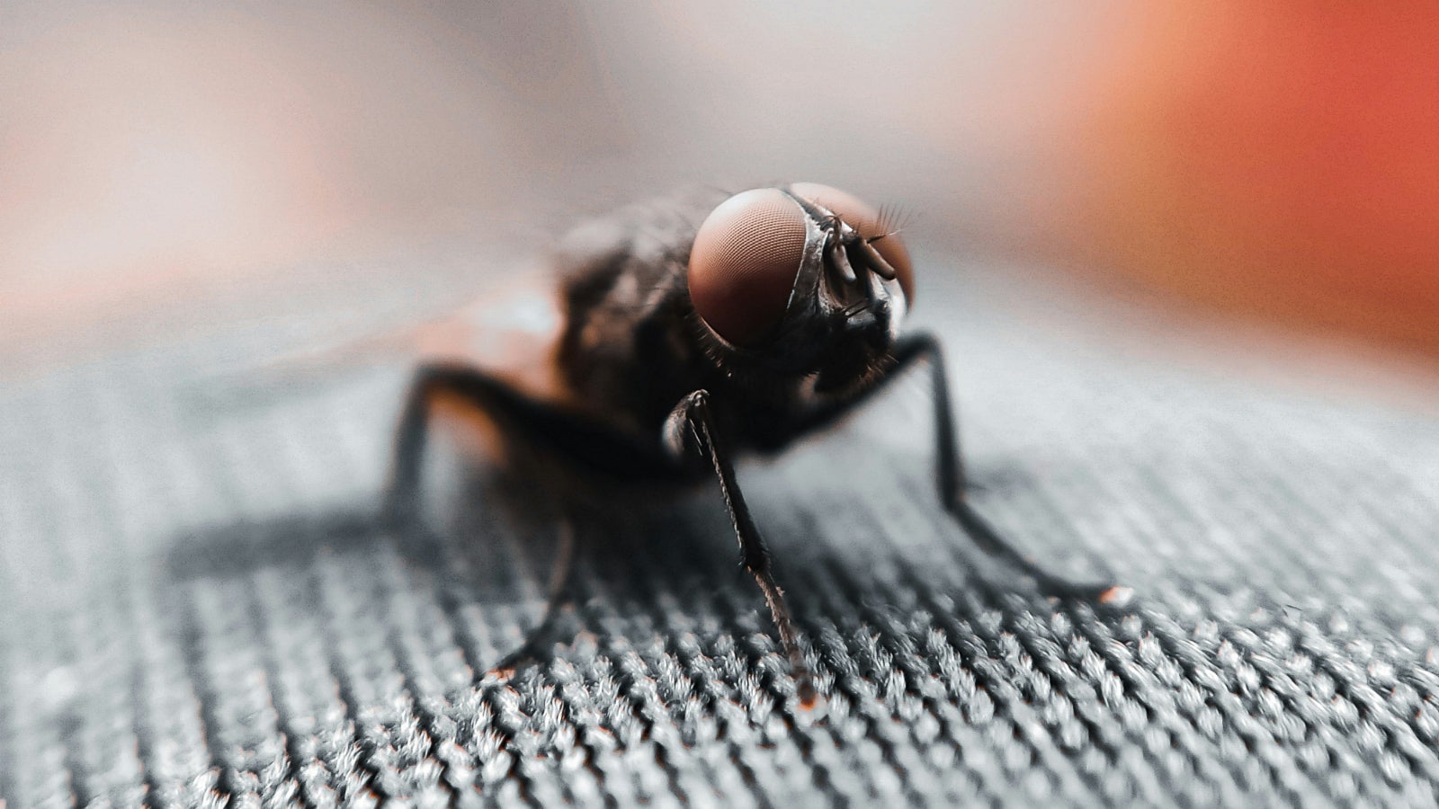 Do Flies Mean Your House Is Dirty? We Asked A Professor