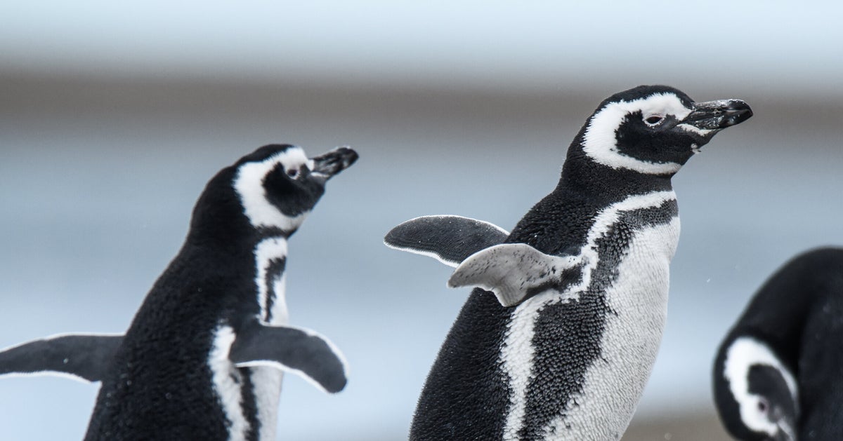 大量のペンギンが一斉に飛び出す！衝撃ショットに「勢い強すぎｗ」「元気すぎる」と爆笑