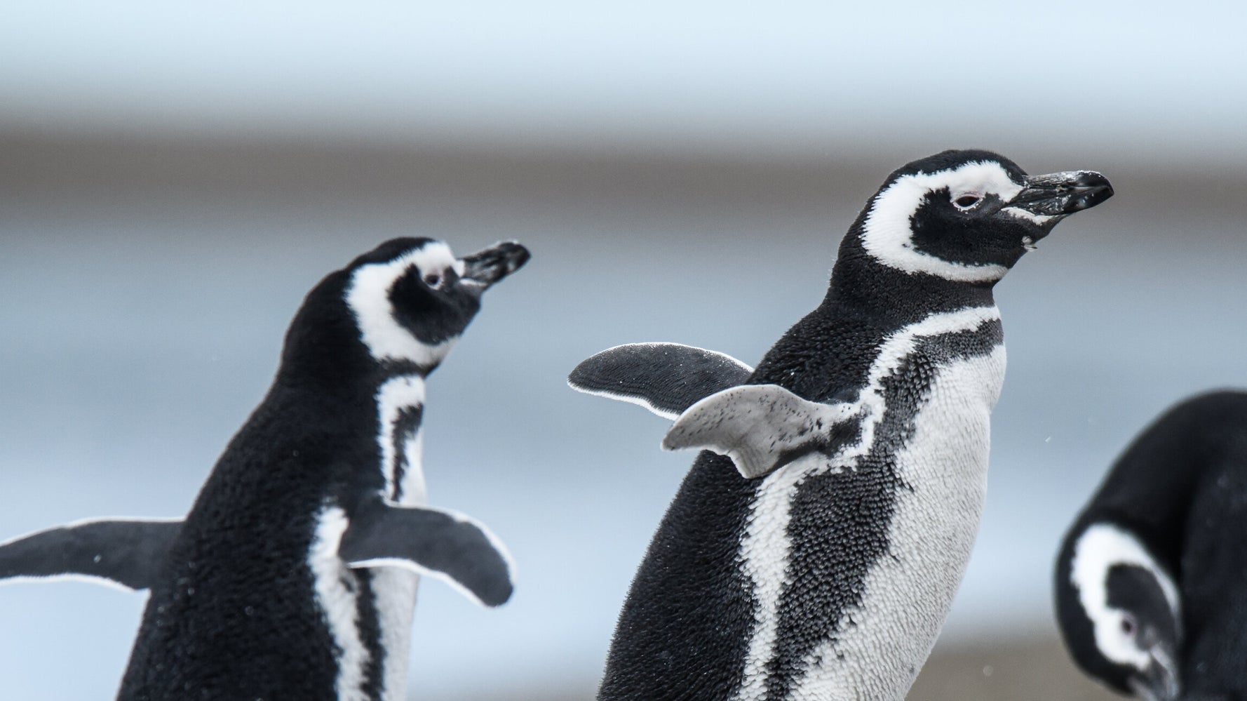 ペンギンの大群が一斉に飛び出す！衝撃ショットに「勢い強すぎw
