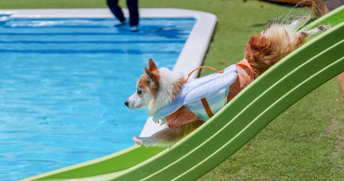 コーギー、“犬用ウォータースライダー”に挑戦！滑り出し好調も…⇨衝撃の結末に「めっちゃ、惜しい」「顔面水着W」とネット爆笑