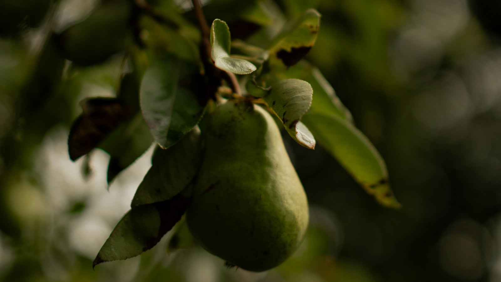 The Fruit Linked To Better Heart Health, Lower Diabetes Risk, And Great Poops