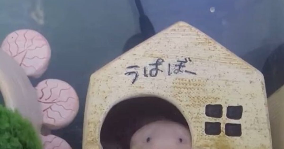 ウーパールーパーの貴重な“あくび”姿が可愛すぎる⇒「初めてみました」「すっごい大きなぷわわ」