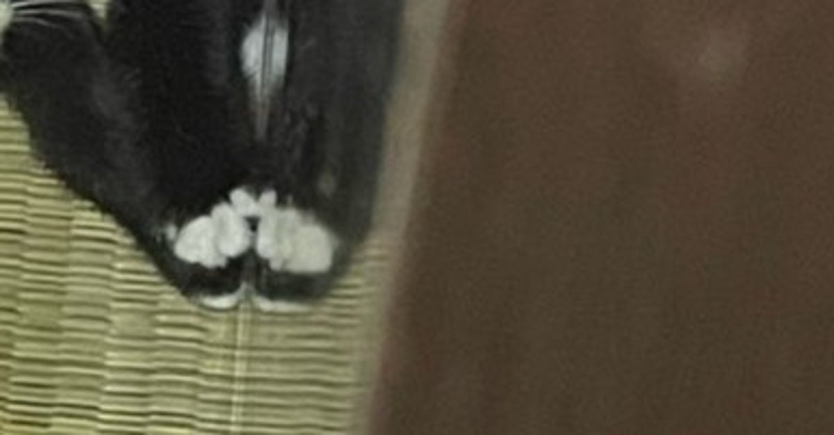 病院から帰宅後、猫が行方不明。発見時の子猫たちの驚きの行動に「すみっコぐらし」「同じ隠れ方」の声
