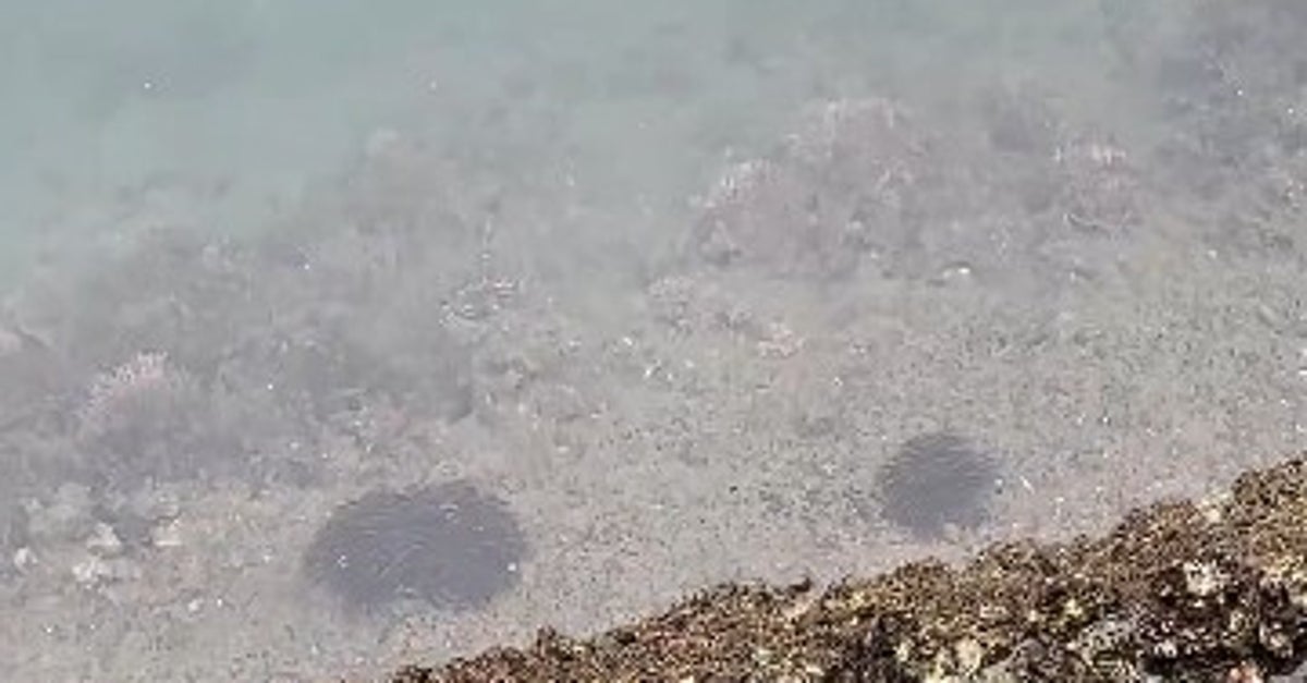 玉のような群れを作る魚「ゴンズイ」同士が出会ったら…⇒驚きの結果に「銀河と銀河がぶつかるシミュレーションみたい」