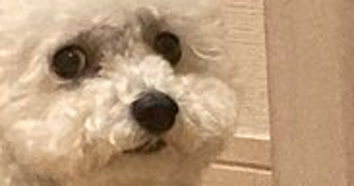 トイレ行くだけだよ…。愛が重めのトイプードル飼い主を監視「疑ってるw」「そばに居たいんだよね」