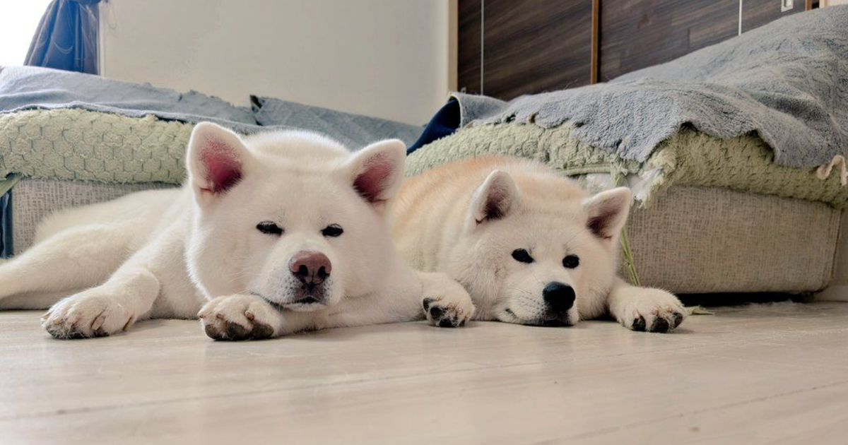2匹のワンコが同時にフリフリ。“奇跡のシンクロ”にほっこりの声→「メトロノームのよう」「ずっと見てられる」