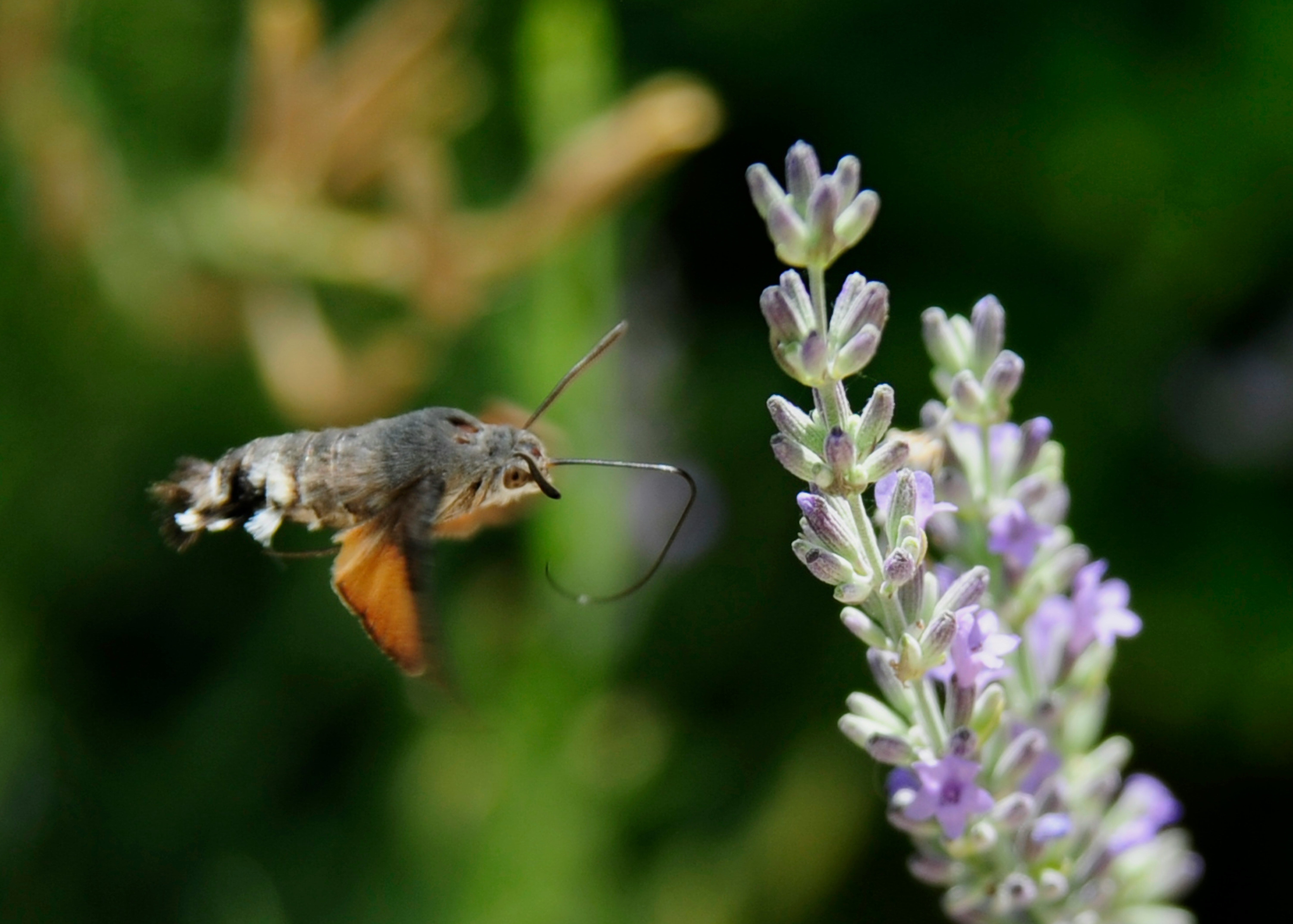 A Bird-Like Moth Is Making UK Gardeners 'Gasp' This Summer