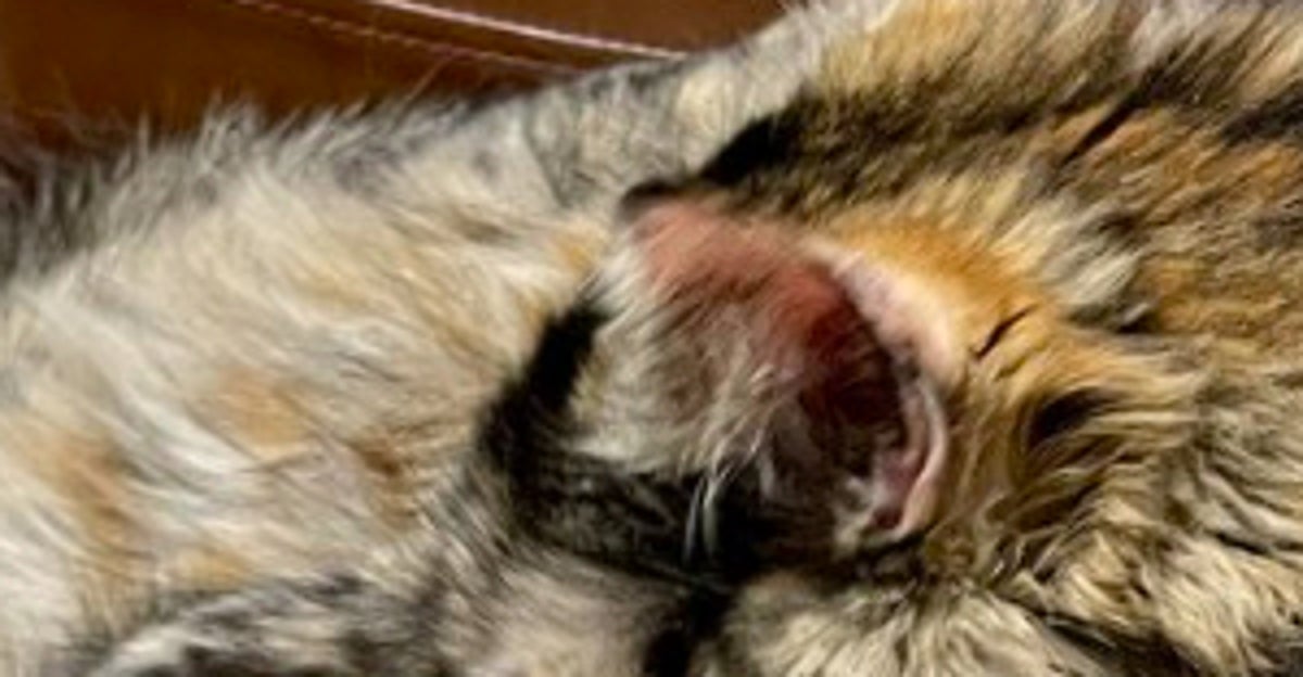 この中に猫が2匹います。難解な1枚に「トリックアートかよ」「境目わからん」