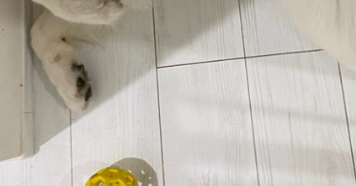 トイレの前に陣取るサモエド犬に爆笑⇨「この堂々とした寝姿w」「すっごい楽しそう」と15万「いいね」