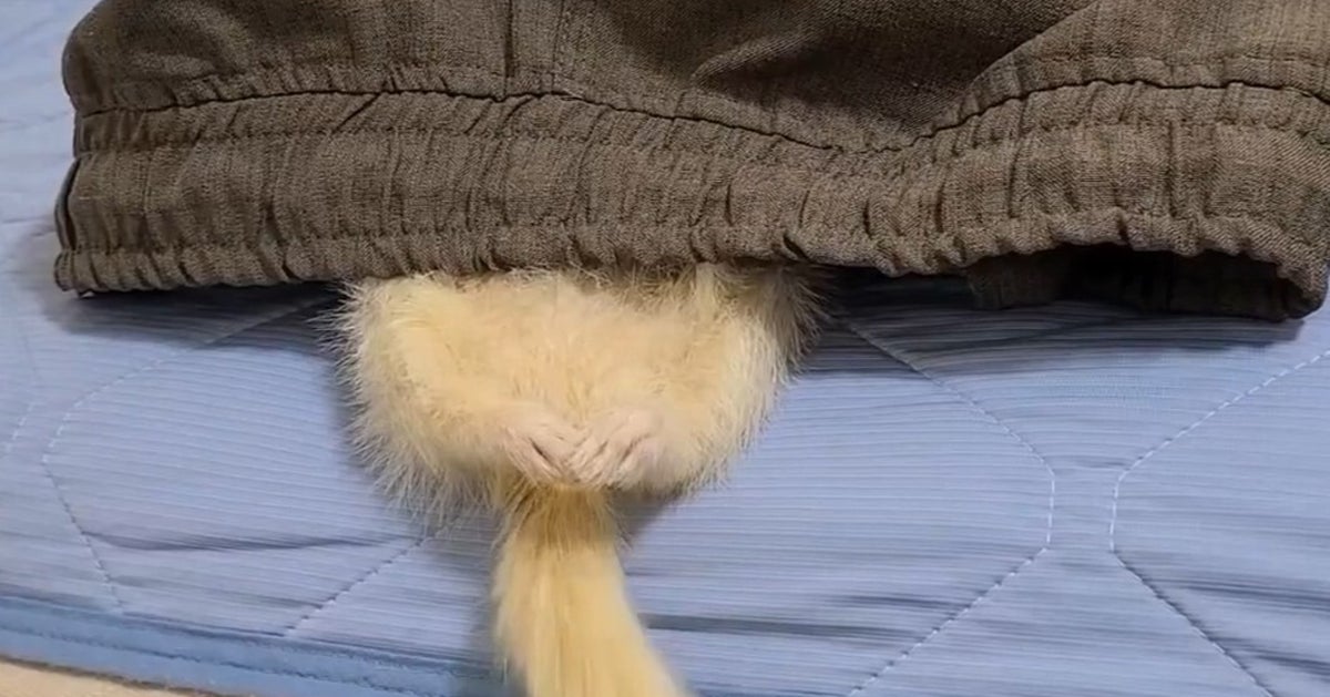 飼い主のズボンに頭を突っ込むフェレット⇨寝ぼけて見せた“珍行動”に「こんなの初めて見た」「可愛い」と反響