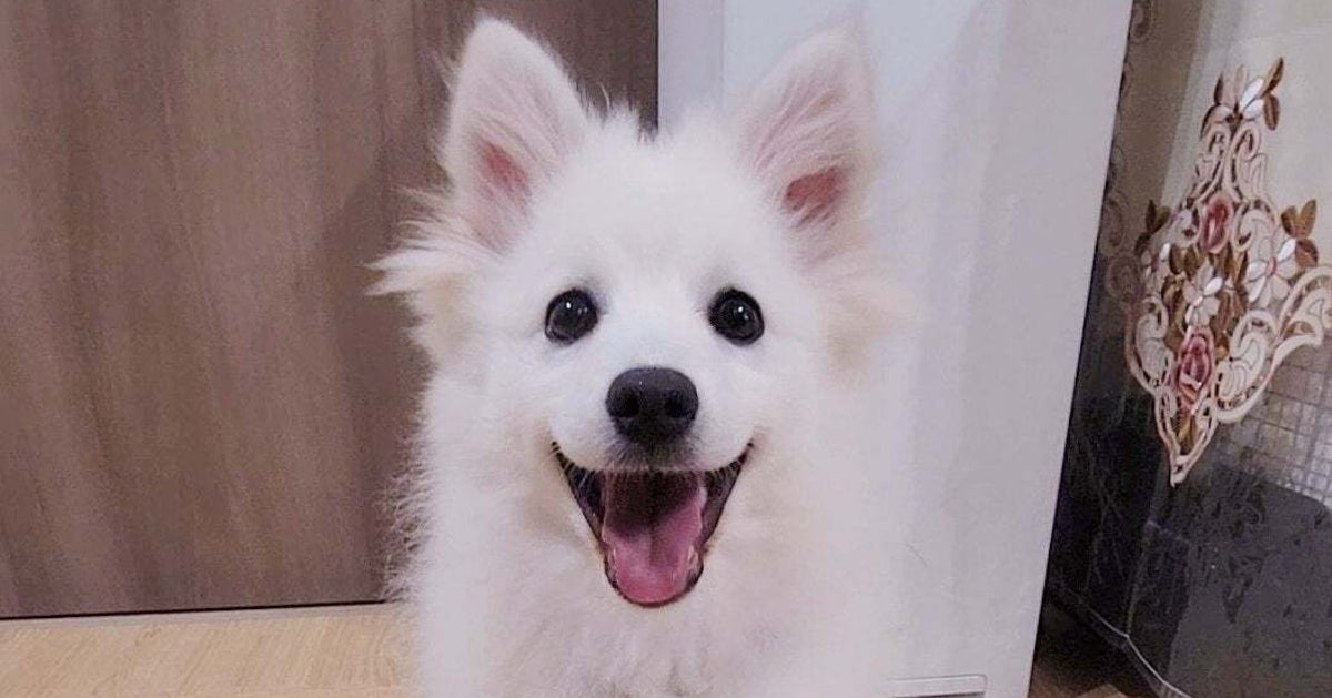 「犬なにしてるかな？」ペットカメラで確認したら…？ まさかの行動に「転生した人間」「とても良い姿勢」「自分のこと人間だと思ってる」