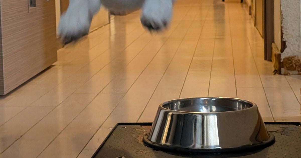 猛暑続きで運動不足の愛犬と遊んでいたら…⇨飼い主に飛びかかる瞬間を捉えた一枚に「とんでる！？」「すごい勢いですね🤣」と反響