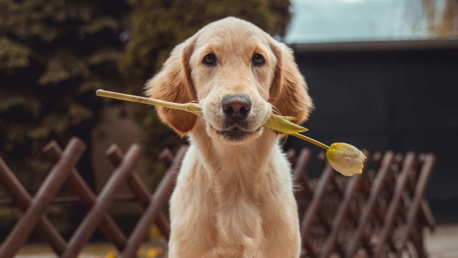 Not Just Tail Wagging: 5 Science-Backed Signs Your Dog Loves You