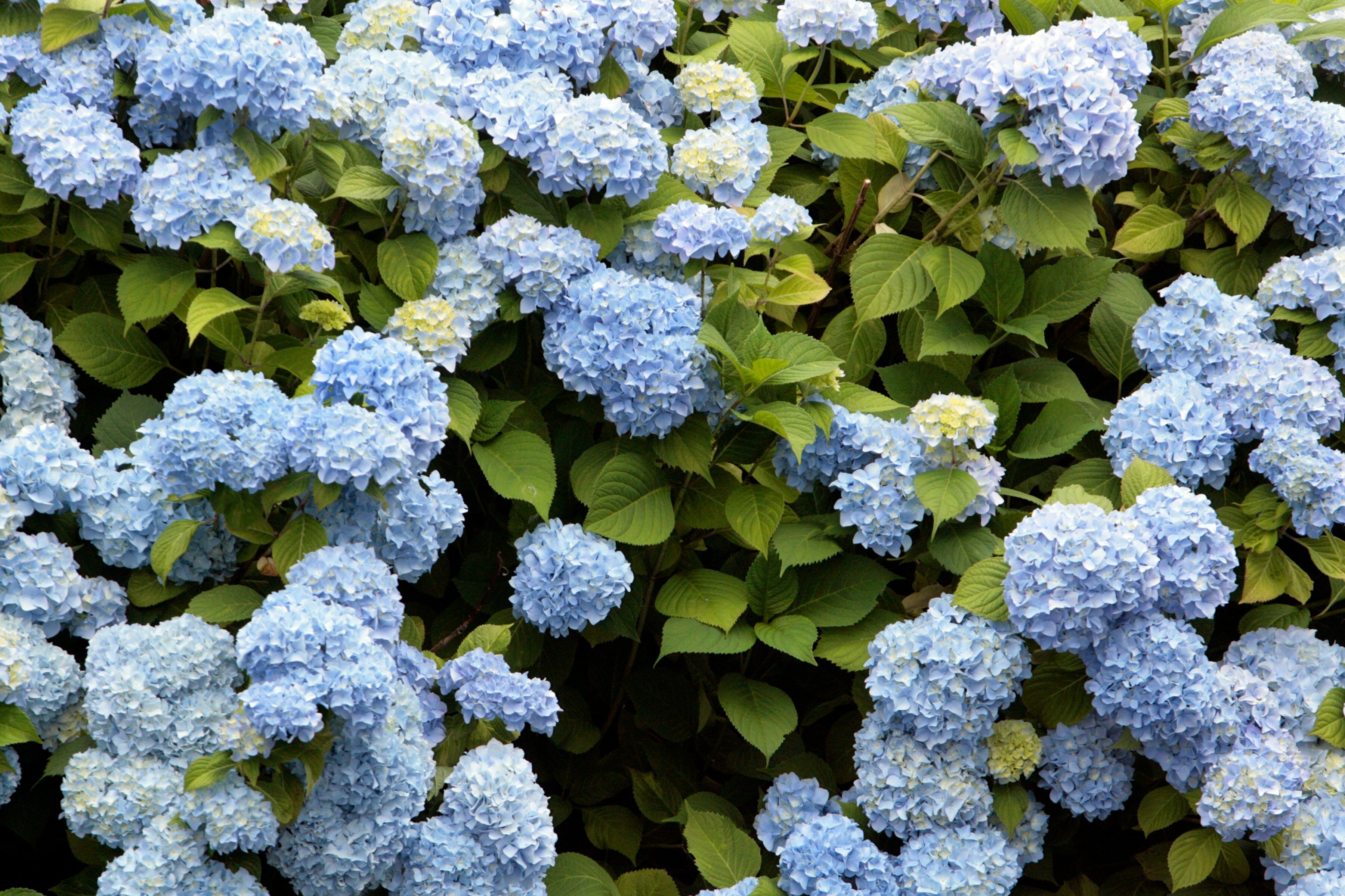 14 Of The Best (And Worst) Plants In A Heatwave