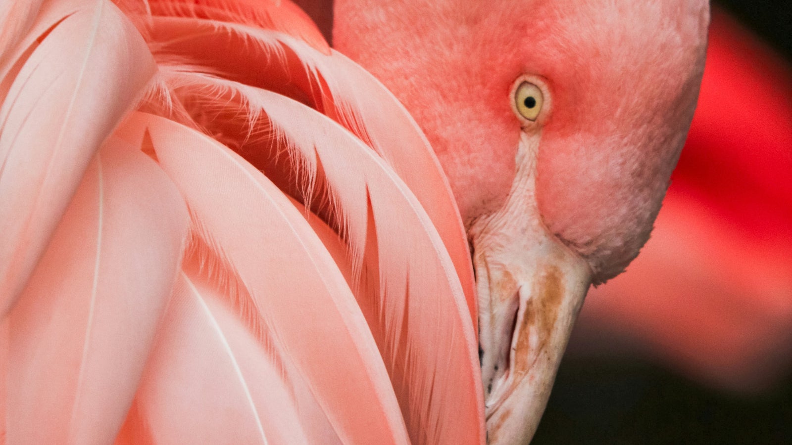 You Have Absolutely No Idea How Metal A Flamingo Is
