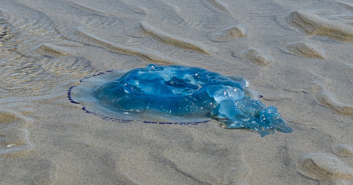 Jellyfish Swarm Overwhelms Nuclear Power Plant For The Second Time In 2 Years Jellyfish Swarm Overwhelms Nuclear Power Plant For The Second Time In 2 Years