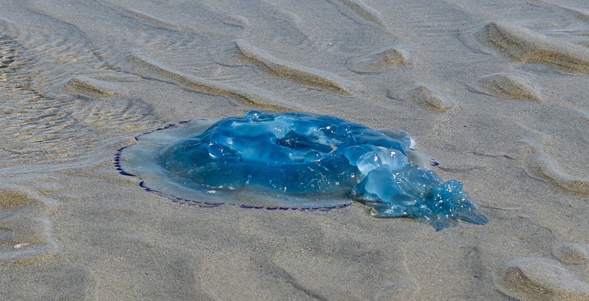 Jellyfish Swarm Overwhelms Nuclear Power Plant For The Second Time In 2 Years