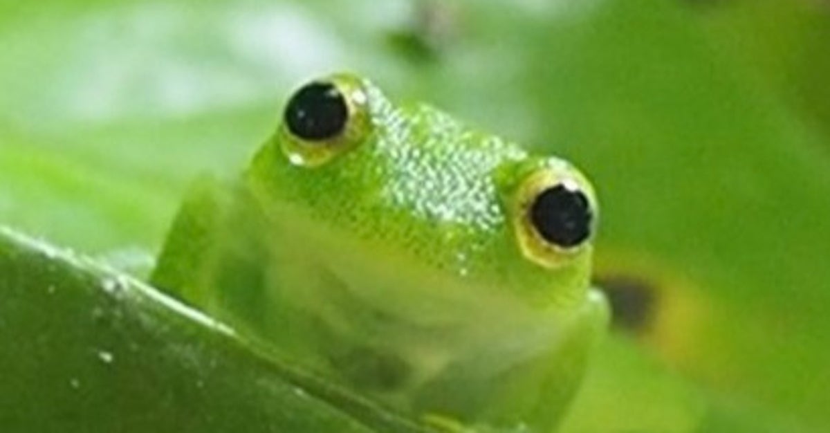 カエルの「寝顔」を激写したら…⇨「可愛すぎる」「溶けてる…」と反響、普段の顔とのギャップに驚き