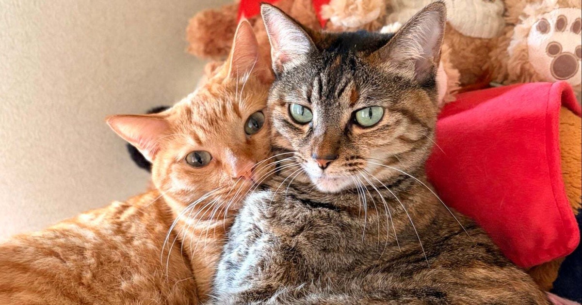 「猫が猫吸ってた」 妹猫で“猫吸い”をした兄猫が見せた表情にほっこり、「めっちゃいい顔」「猫も人も癒やされますよね」
