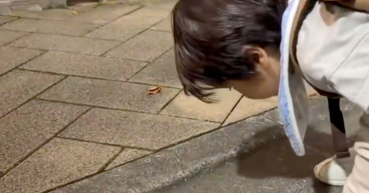 人生初の“セミの逆襲”…⇒1歳児の「あまりにも可愛い」全力リアクションに反響集まる