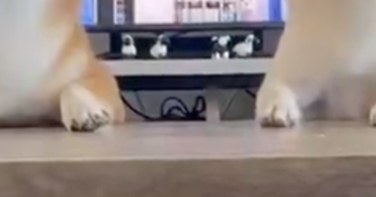「ニュース番組みたいな柴犬2匹」がSNSで話題に⇒先輩の“テレビ妨害”を真似した結果だった