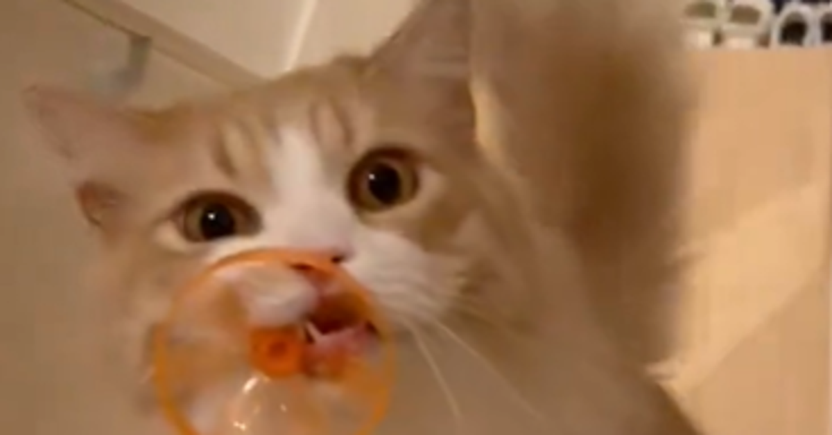 猫なのに完全に犬!?⇨おもちゃを咥え、“貫禄たっぷり”に階段を上る姿に「お利口さん」「うちの犬と同じ」の声