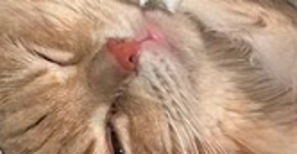 “猫砂”を溺愛する愛猫⇨トイレでゴロン、“お腹丸出し”ショットに「リゾート満喫してるみたい」「幸せそう」の声